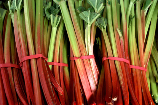 Champagne Rhubarb Spring & Autumn Seeds - 30x Seeds - Vegetable