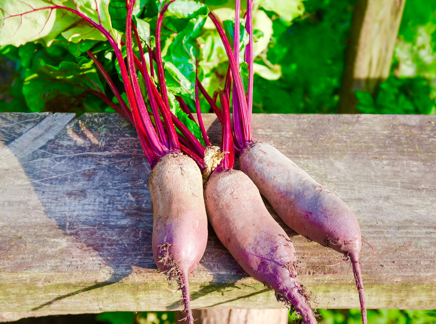 Beetroot Cylindra  1000x Seeds - Vegetable