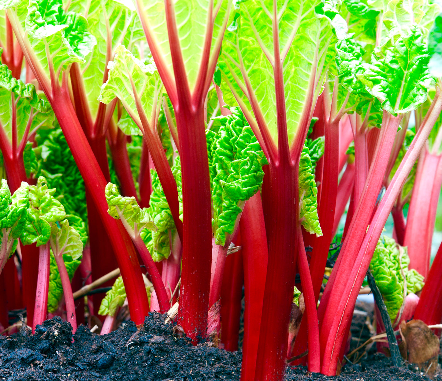 Rhubarb Glaskins Perpetual - 40x seeds - Vegetable