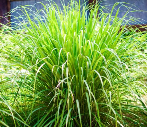 Lemongrass Cymbopogon Flexuous Herb - 350x Seeds - Aromatic