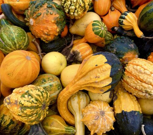 Gourds Ornamental Mix - 30x Seeds - Cucurbita Pepo - Annual