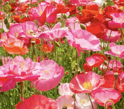 300x Californian Poppy Appleblossom Pink Seeds - Eschscholzia - Annual - Flower