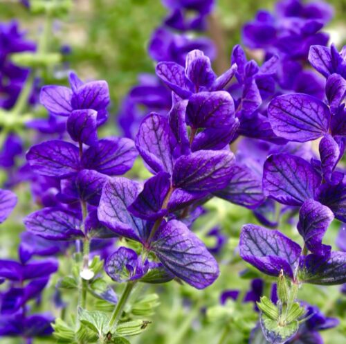 300x Clary Blue Monday Salvia Horminum Seeds - Great Cut Flower