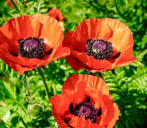 1400x Poppy Papaver Orientale Mix Seeds - Perennial - Huge Vibrant Flowers