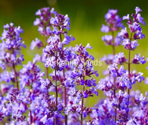 200x Catnip Nepeta Cataria Cat Mint Seeds - Herb