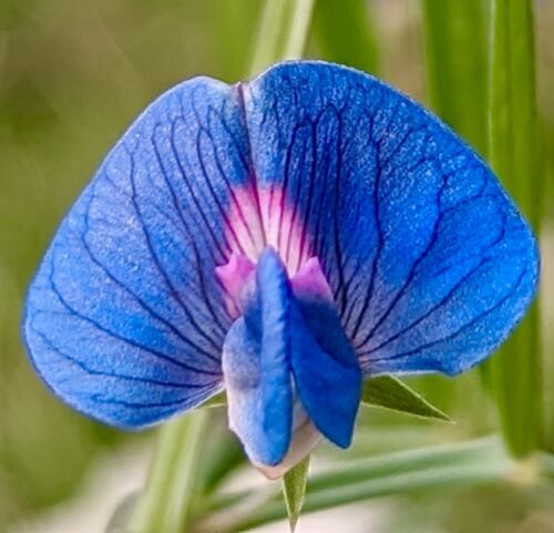 25x Blue Pink Indian Sweet Pea Seeds - Lathyrus Sativus - Flower