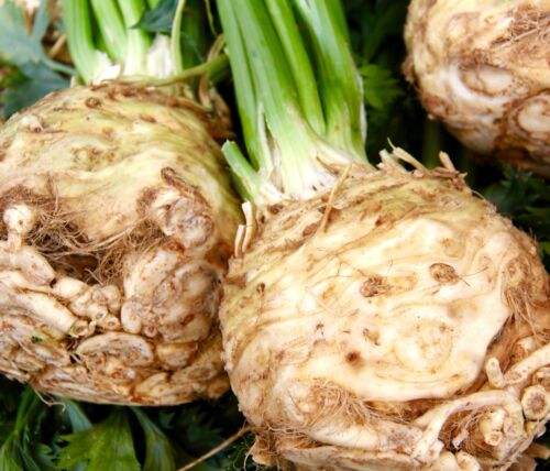 Large Prague Celeriac  - 200x Seeds - Celery Root - Winter Hardy Vegetable