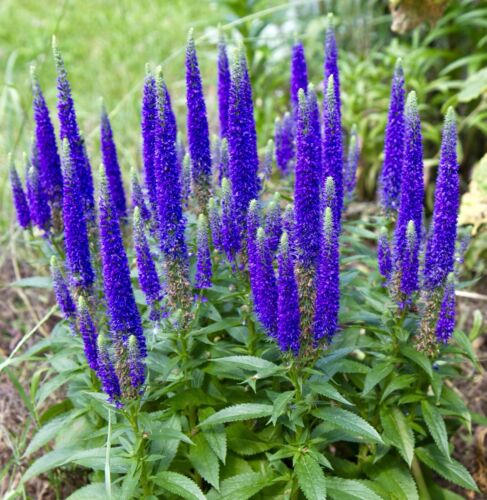 1300x Spiky Speedwell Blue Veronica Spicata Seeds -  Hardy Perennial -  Flower