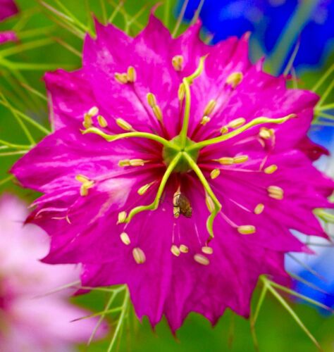 Red Nigella Damascena Love In A Mist - 600x Seeds - Flower