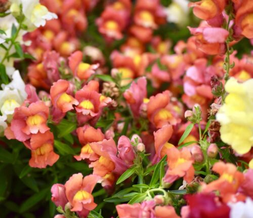 English WallFlower Mix For Bedding - 100x Seeds - Perennial Flower