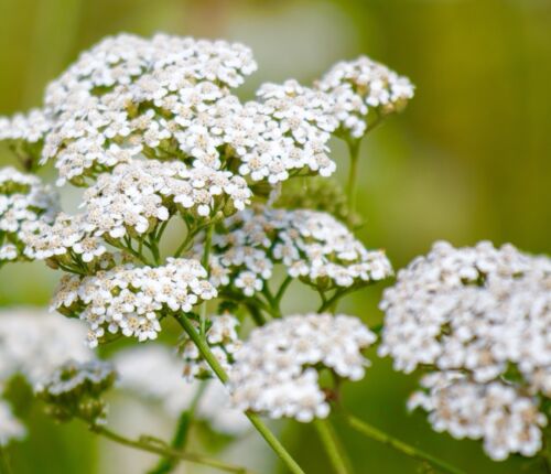 White Large Ammi Majus Umbrella Snow - 200x Seeds  - Wild Flower