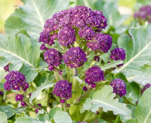 300x Broccoli Rudolph Early Sprouting Seeds - Vegetable