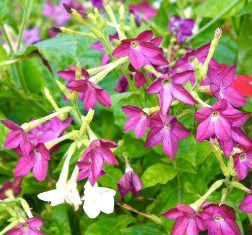 2100x Dwarf Tobacco Nicotiana Alata Grandiflora Mix Seeds - Flower