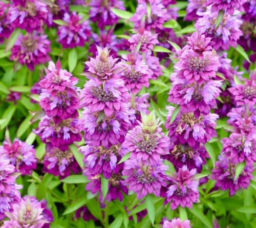 1200x Monarda Citriodora - Lilac Blooms - Lemon Bee Balm Mint