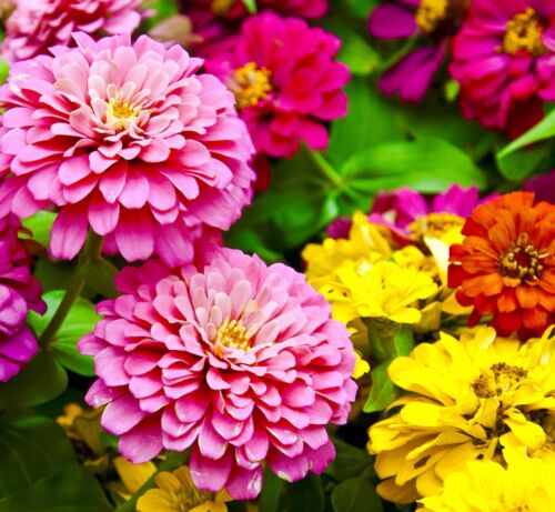 170x Zinnia Elegans Scabiosa Giant Flower Mix Seeds - Tall Growing