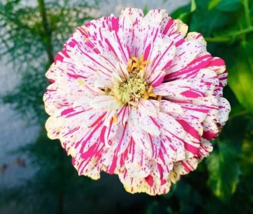 110x Zinnia Dahlia Peppermint Mix Seeds - Striped Red Yellow Blooms - Flower