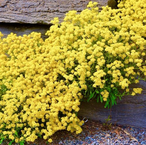 600x Alyssum Saxitile Compactum Rockery Seeds - Golden Flower