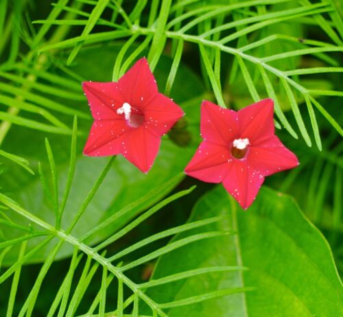 60x Ipomoea Quamoclit Red Cardinalis Seeds - Vine Flower - Annual