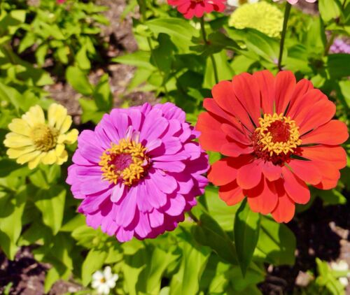 80x Dwarf Zinnia Elegans Pepito Mix Seeds - Giant Flower - Annual