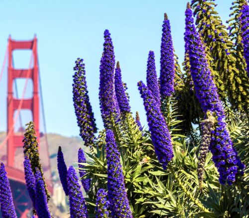 50x Blue Echium Pininana Steeple Tower of Jewels Flower Seeds - Flowering