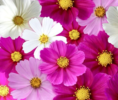 Dwarf Cosmos Bipinnatus - 350x Seeds - Long Lasting Flowering - Flower