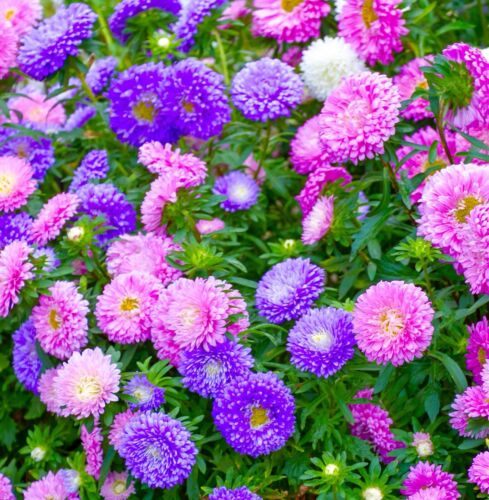 400x Dwarf Aster Chinensis Pinocchio Mixed Seeds - Callistephus - Rock Garden