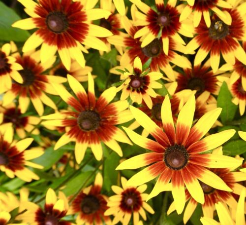 Rudbeckia Rustic Dwarf Hirta - 1100x Seeds - Coneflower Mix - Huge Flower