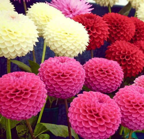 150x Dahlia Pompone Double Mixed Seeds - Dahlia Pinnata - Ball Shaped - Annual