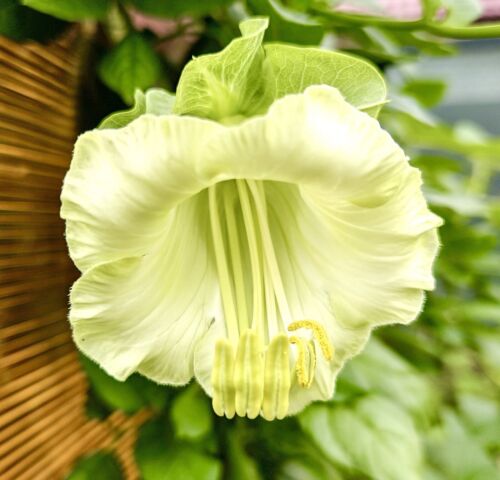 10x Cup And Saucer Vine White Alba Seeds - Cobaea Scandens - Climbing Flower