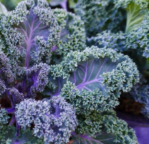 British Purple Green Leaf Scarlet Curly Kale - 100x Seed -  Vegetable