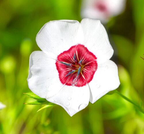 450x Linum Bright Eyes White & Red Seeds - Linum Grandiflorum - Annual Flower