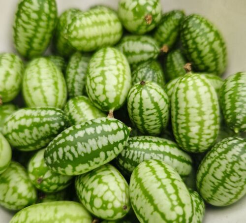 70x Cucamelon Seeds - Cucumis - Vegetable