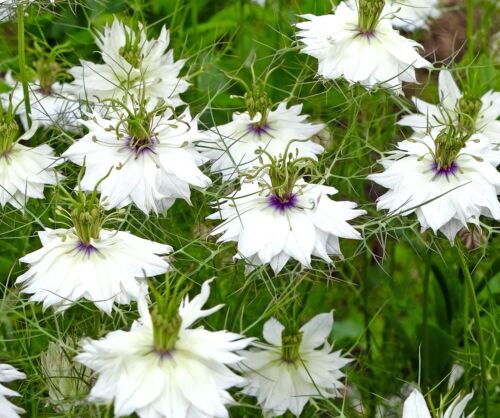 1100x Black Cumin Nigella Sativa Seeds - White Flowering - Herb