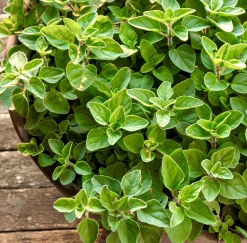 2200x Greek Oregano Seeds - Origanum - Herb