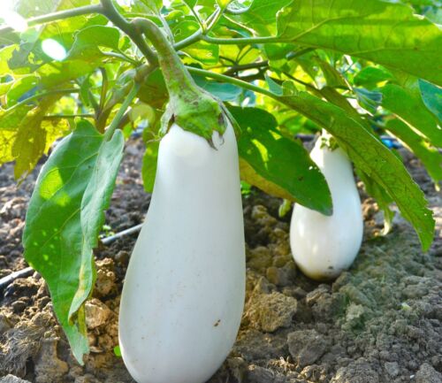 160x Aubergine Italian White Casper Seeds - Vegetable