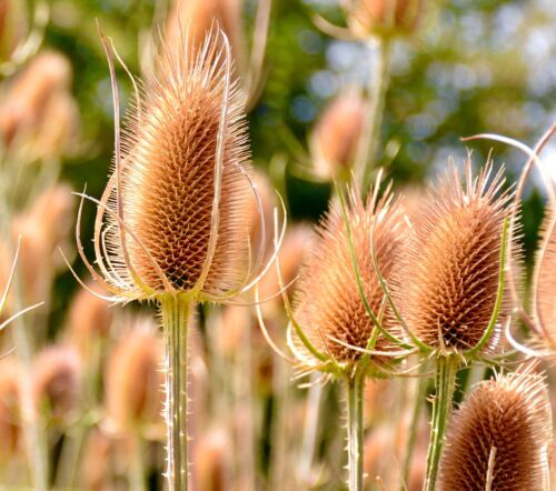 850x Teasel Dipsacus Fullonum Flower Seeds - Wildflower - Biennial