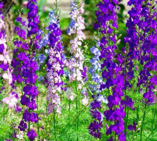 400x Rocket Larkspur Imperial Delphinium Mix Seeds - Flower