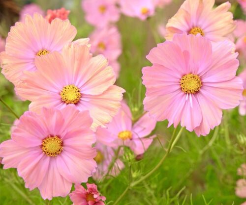 Apricotta Cosmos Bipinnatus - 40x Seeds - Flowers