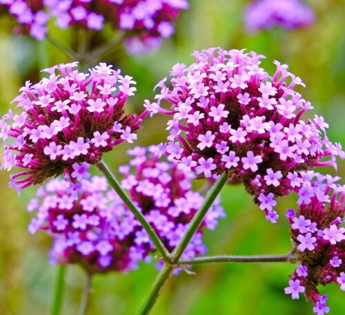 Verbena Bonariensis - 1300x Seeds - Excellent Flower For Borders & Beds