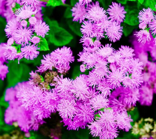 2200x Dwarf Pink Floss Flower Seeds - Ageratum - Flower