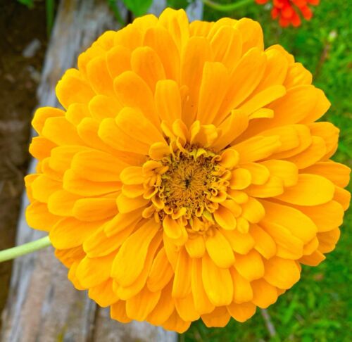 300x Yellow Canary Bird Zinnia Dahlia Seeds - Zinnia Elegans-Large Bright Blooms - Flower