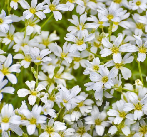 1300x Snow In Summer Perennial Flower Seeds - Cerastium Tomentosum