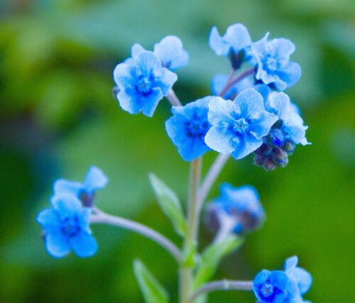 700x Chinese Forget Me Not Cynoglossum Amabile Seeds - Indigo Blue Flower