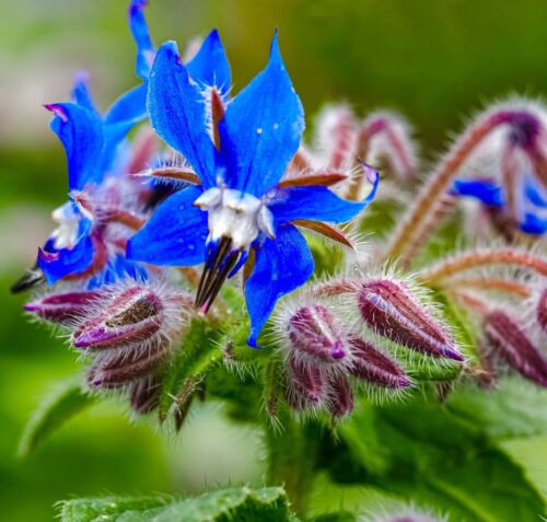 150x Herb Borage Seeds - Annual Flower - Edible