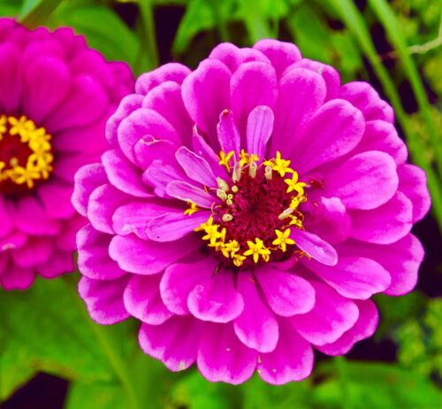 300x Zinnia Elegans Giant Purple Prince Seeds - Semi Doubled Flower