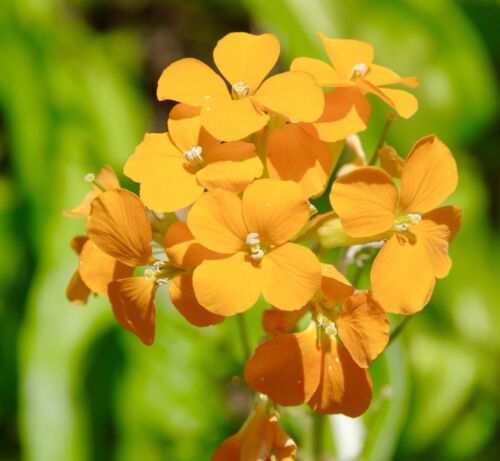 800x Orange Siberian Wallflower Seeds - Cheiranthus Allionii - Flower