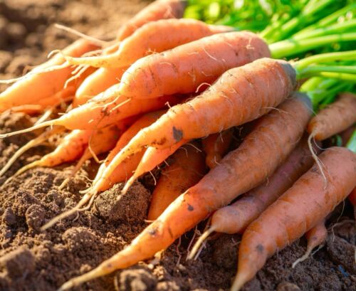 2000x Carrot Berlicum 2 Italian Seeds - Vegetable