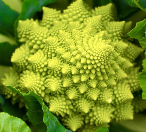 550x Cauliflower Romanesco Natalino Italian Seeds - Vegetable