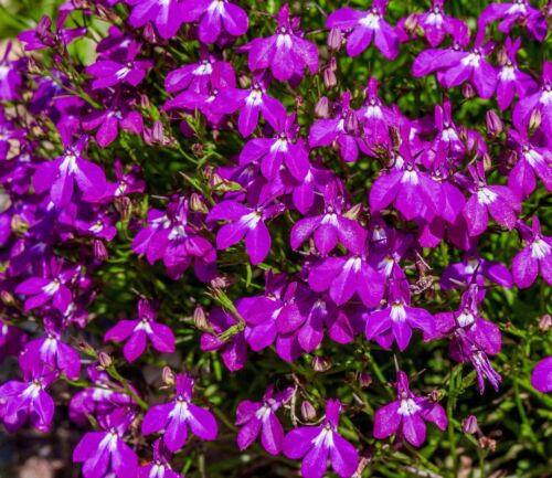 8000x Lobelia Rosamund Seeds - L. Erinus - Flower