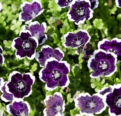 Baby Penny Black Nemophila Discoidalis - 400x Seeds - Trailing Flower